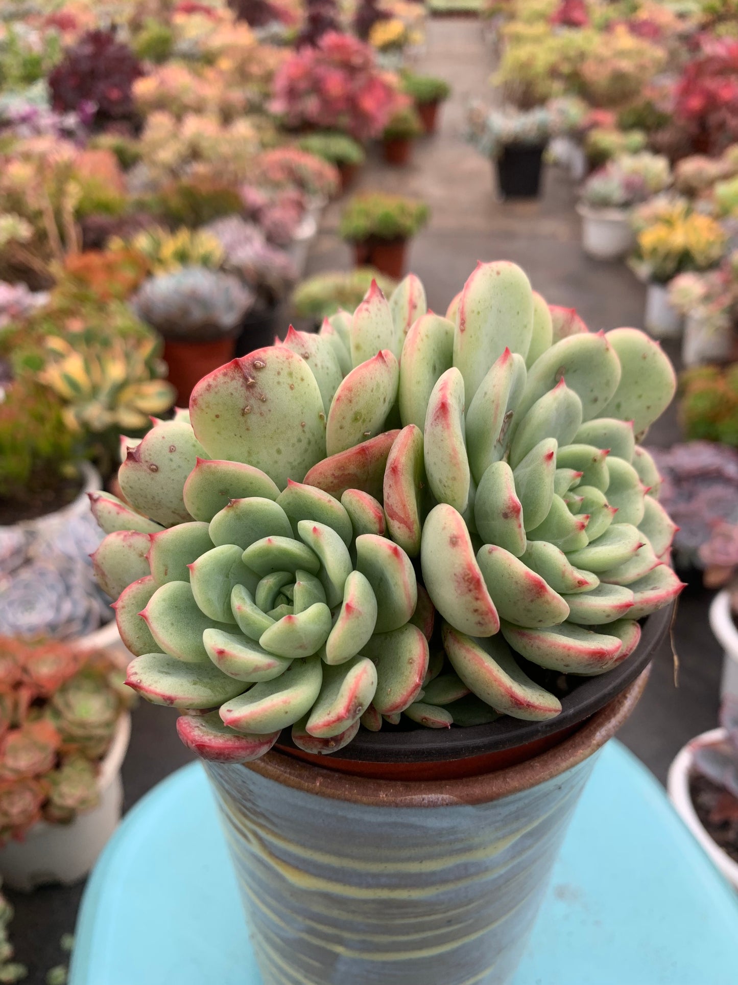 Y26 Blood spotted salmon(Pot size 4.8in)/Echeveria/Variegated Natural Live Plants Succulents