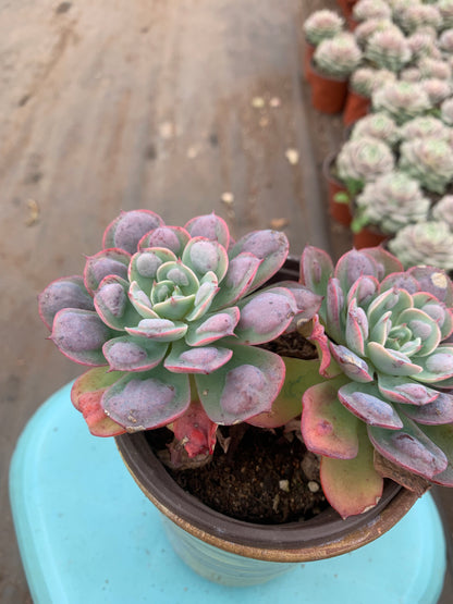 Y34 Echeveria Rain Drops(Pot size 4.8in)/Echeveria/Variegated Natural Live Plants Succulents