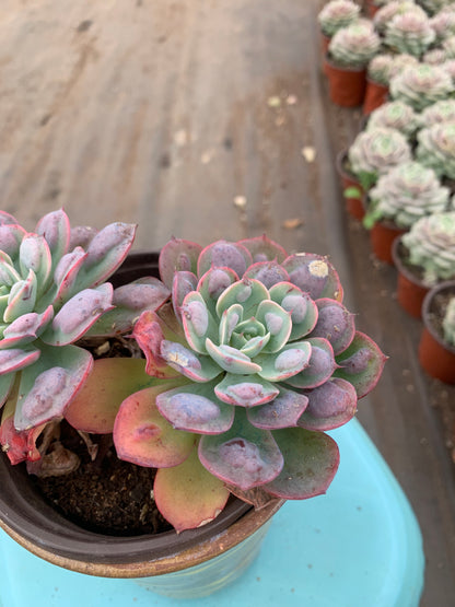 Y34 Echeveria Rain Drops(Pot size 4.8in)/Echeveria/Variegated Natural Live Plants Succulents