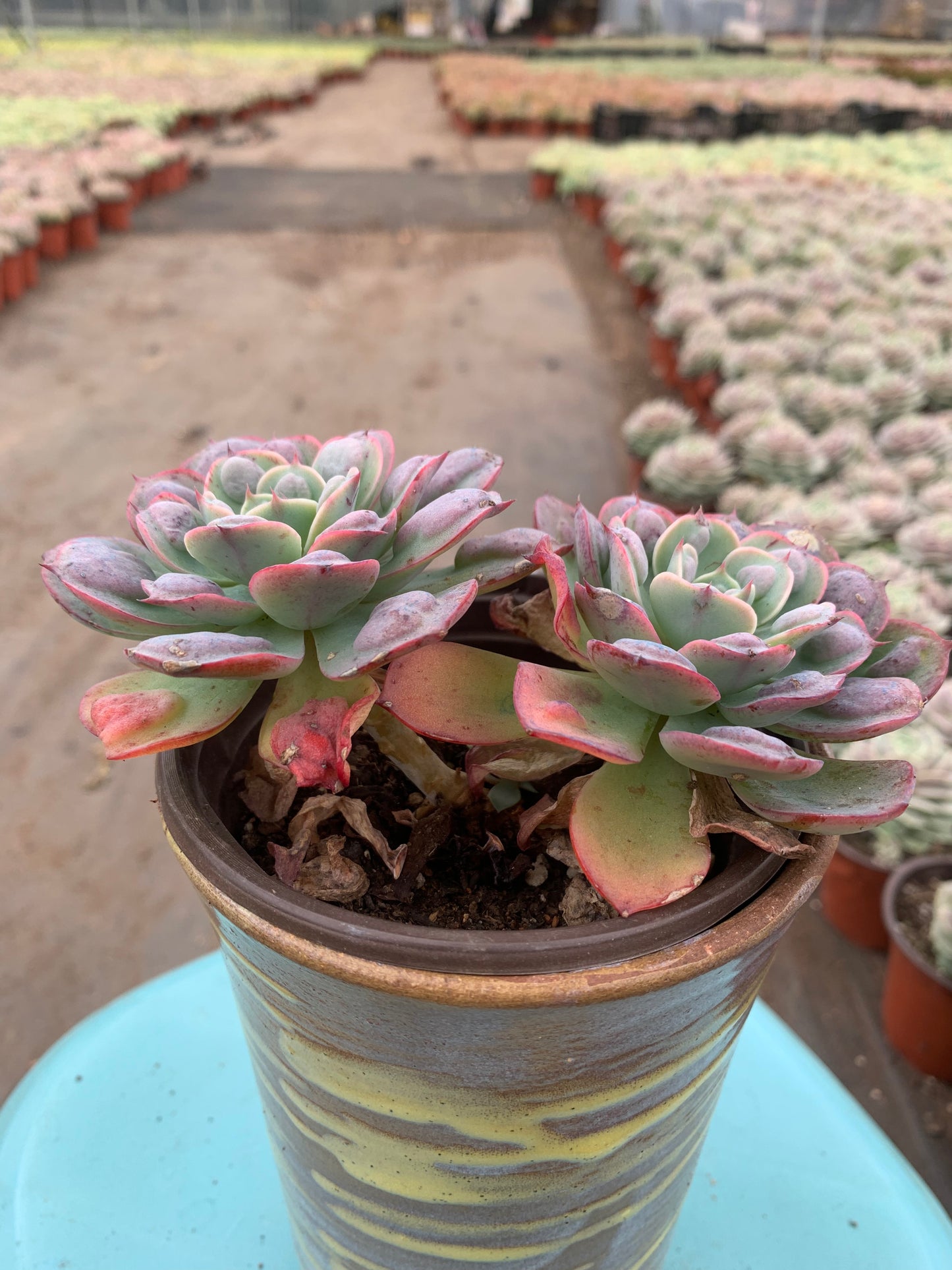 Y34 Echeveria Rain Drops(Pot size 4.8in)/Echeveria/Variegated Natural Live Plants Succulents