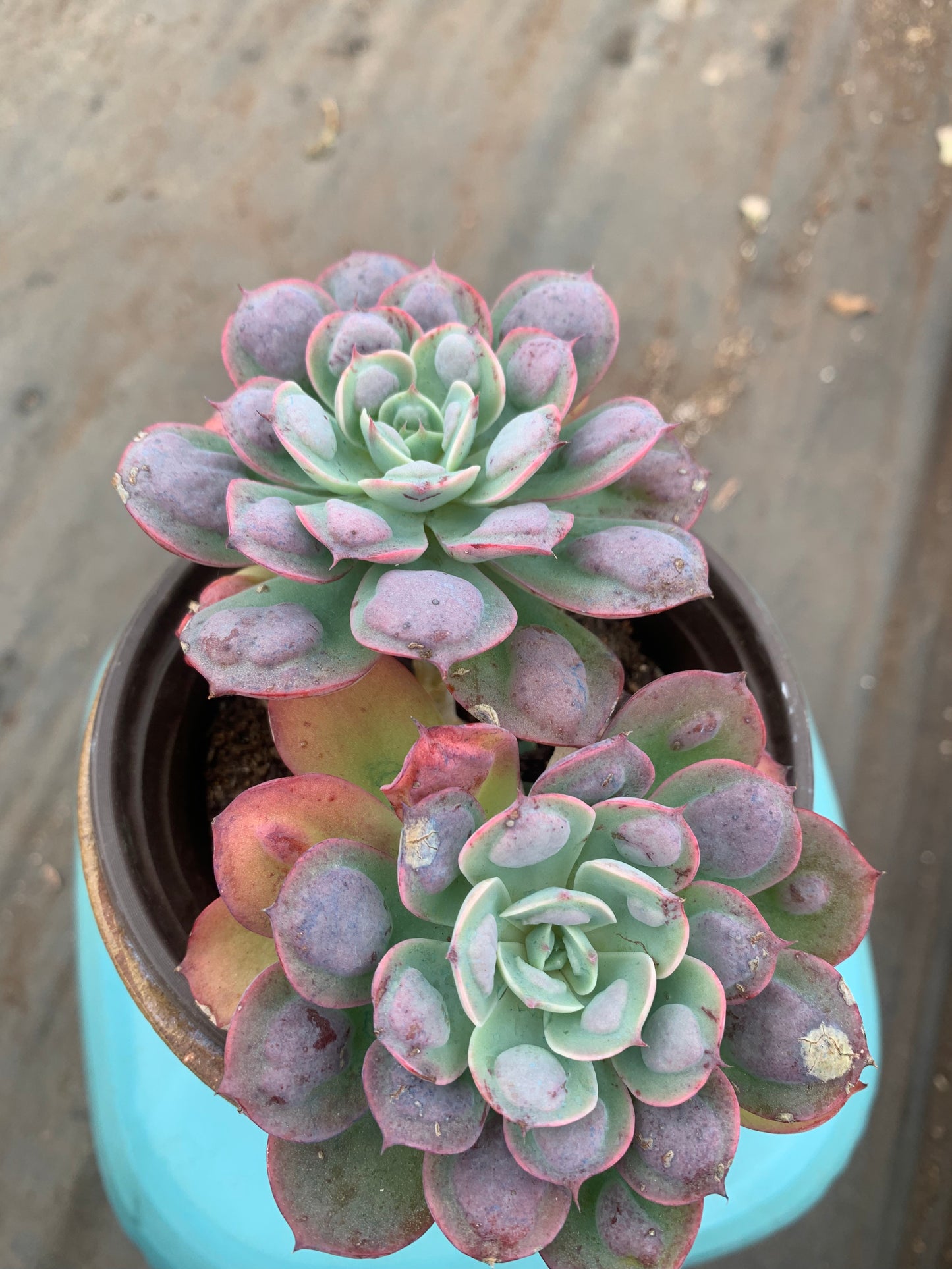 Y34 Echeveria Rain Drops(Pot size 4.8in)/Echeveria/Variegated Natural Live Plants Succulents