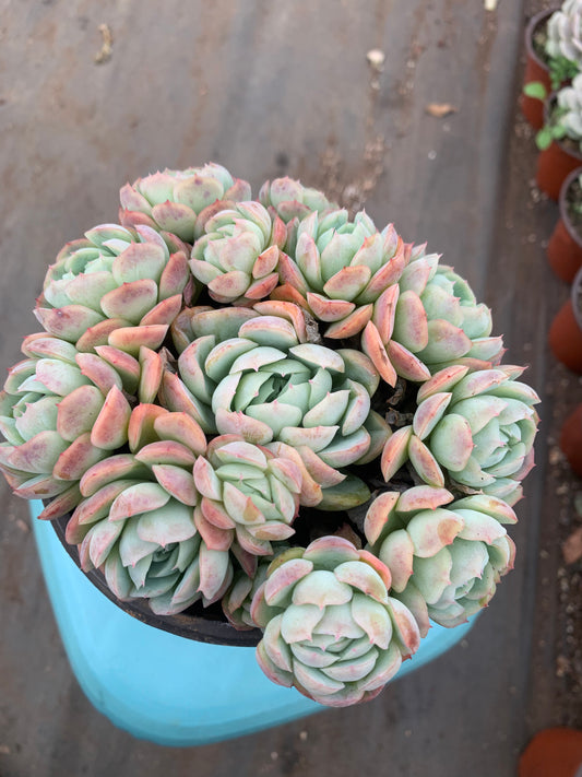 Y2 Echeveria cream berry cluster(Pot size 4.8in)/Echeveria/Variegated Natural Live Plants Succulents