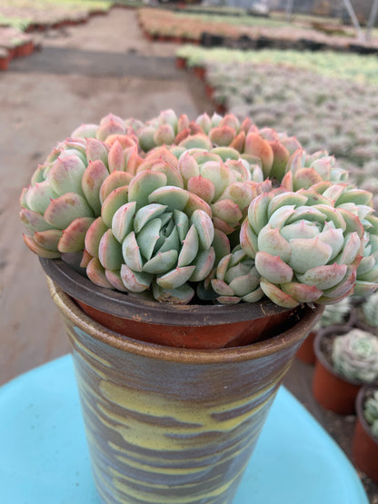 Y2 Echeveria cream berry cluster(Pot size 4.8in)/Echeveria/Variegated Natural Live Plants Succulents