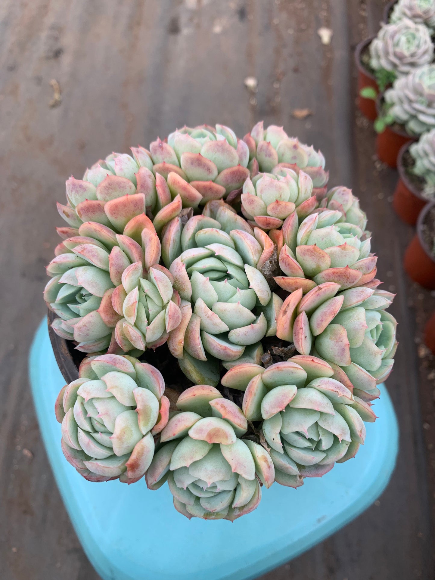 Y2 Echeveria cream berry cluster(Pot size 4.8in)/Echeveria/Variegated Natural Live Plants Succulents