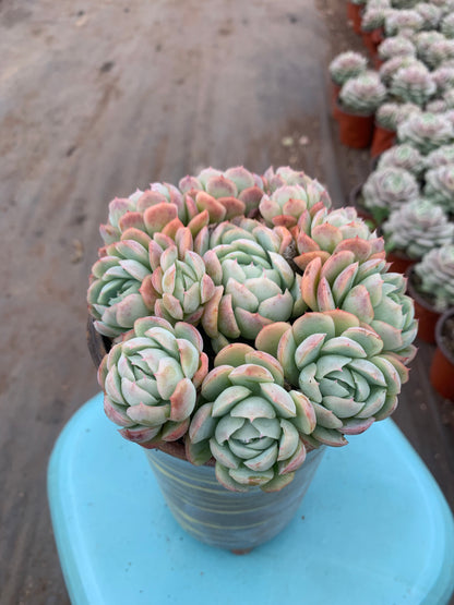 Y2 Echeveria cream berry cluster(Pot size 4.8in)/Echeveria/Variegated Natural Live Plants Succulents