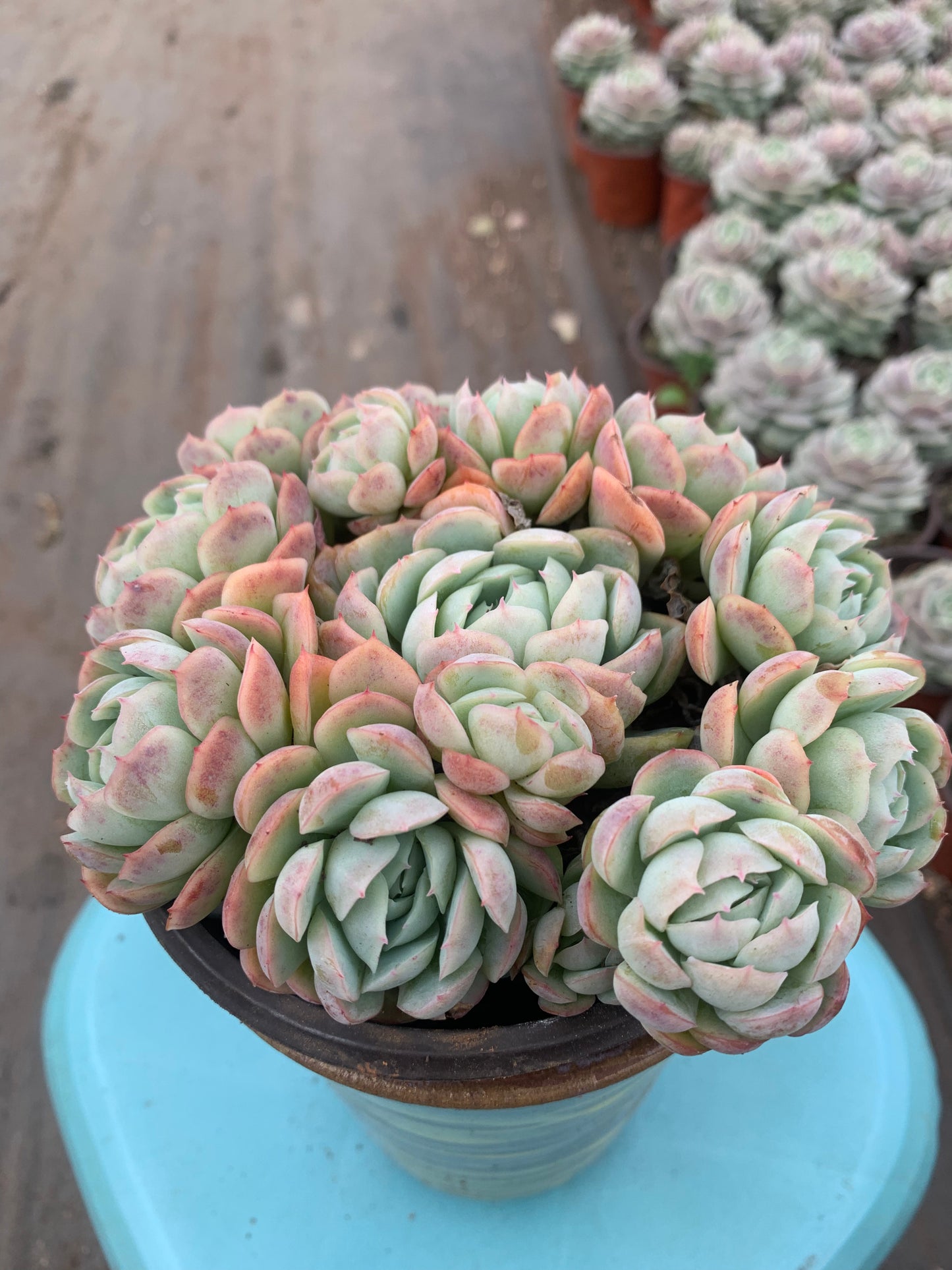 Y2 Echeveria cream berry cluster(Pot size 4.8in)/Echeveria/Variegated Natural Live Plants Succulents