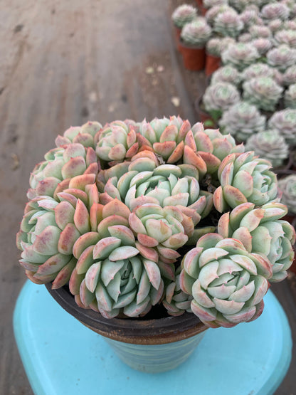 Y2 Echeveria cream berry cluster(Pot size 4.8in)/Echeveria/Variegated Natural Live Plants Succulents