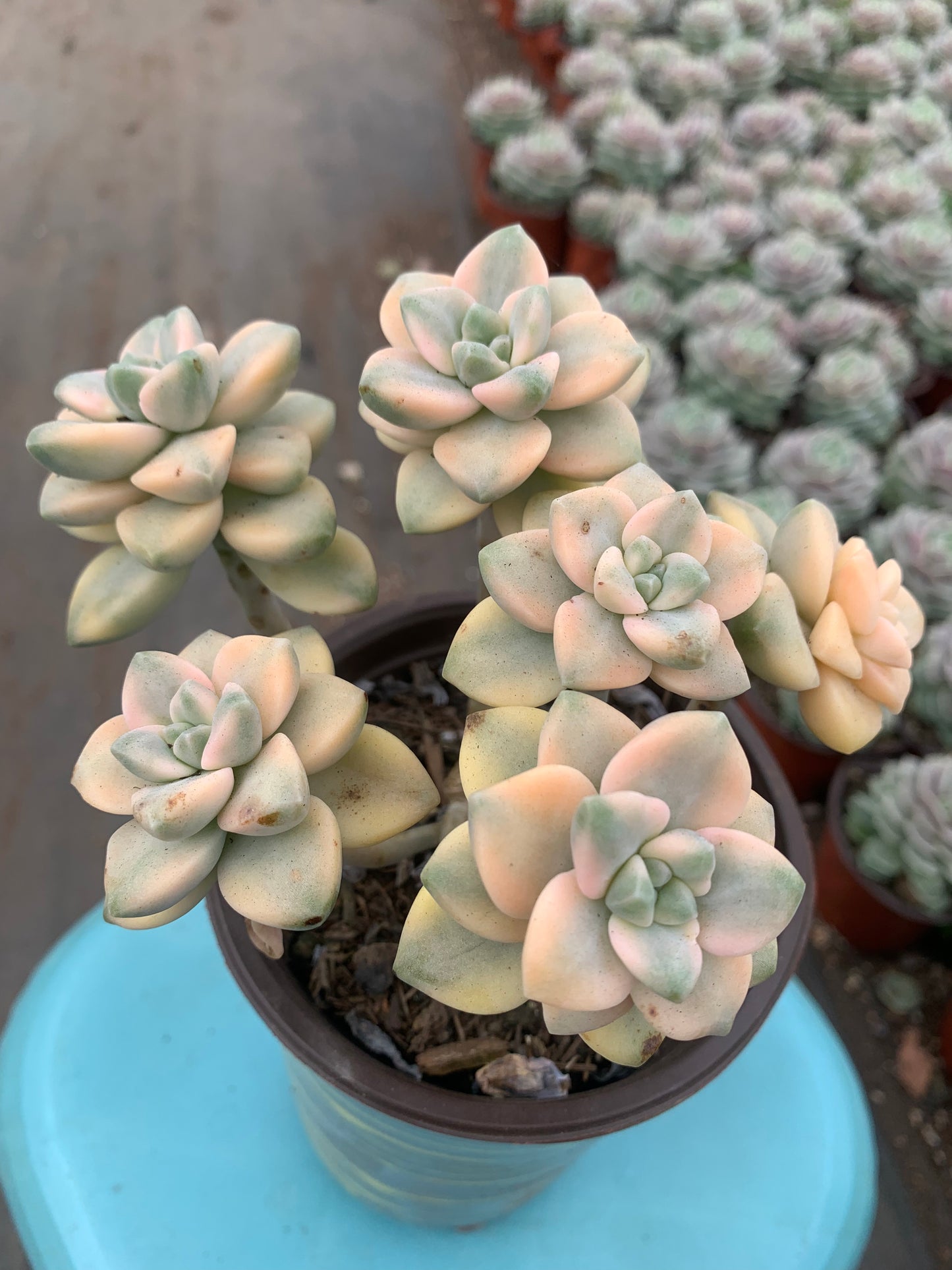 Y21 Pachyphytum 'Apricot Beauty'cluster(Pot size 4.8in)/Echeveria/Variegated Natural Live Plants Succulents