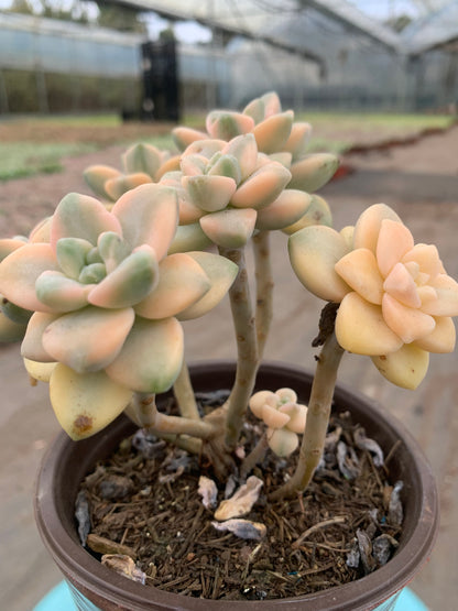 Y21 Pachyphytum 'Apricot Beauty'cluster(Pot size 4.8in)/Echeveria/Variegated Natural Live Plants Succulents