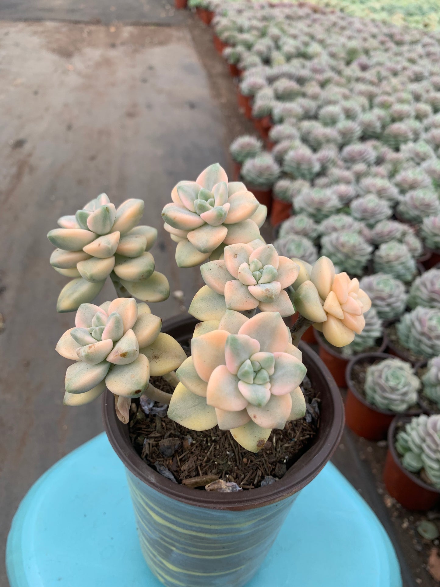 Y21 Pachyphytum 'Apricot Beauty'cluster(Pot size 4.8in)/Echeveria/Variegated Natural Live Plants Succulents