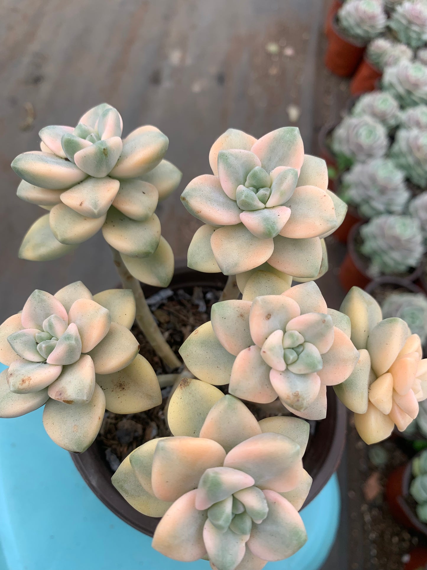 Y21 Pachyphytum 'Apricot Beauty'cluster(Pot size 4.8in)/Echeveria/Variegated Natural Live Plants Succulents