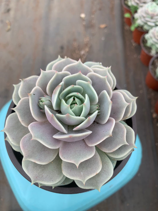 Y20 Echeveria 'Lola'(Pot size 4.8in)/Echeveria/Variegated Natural Live Plants Succulents