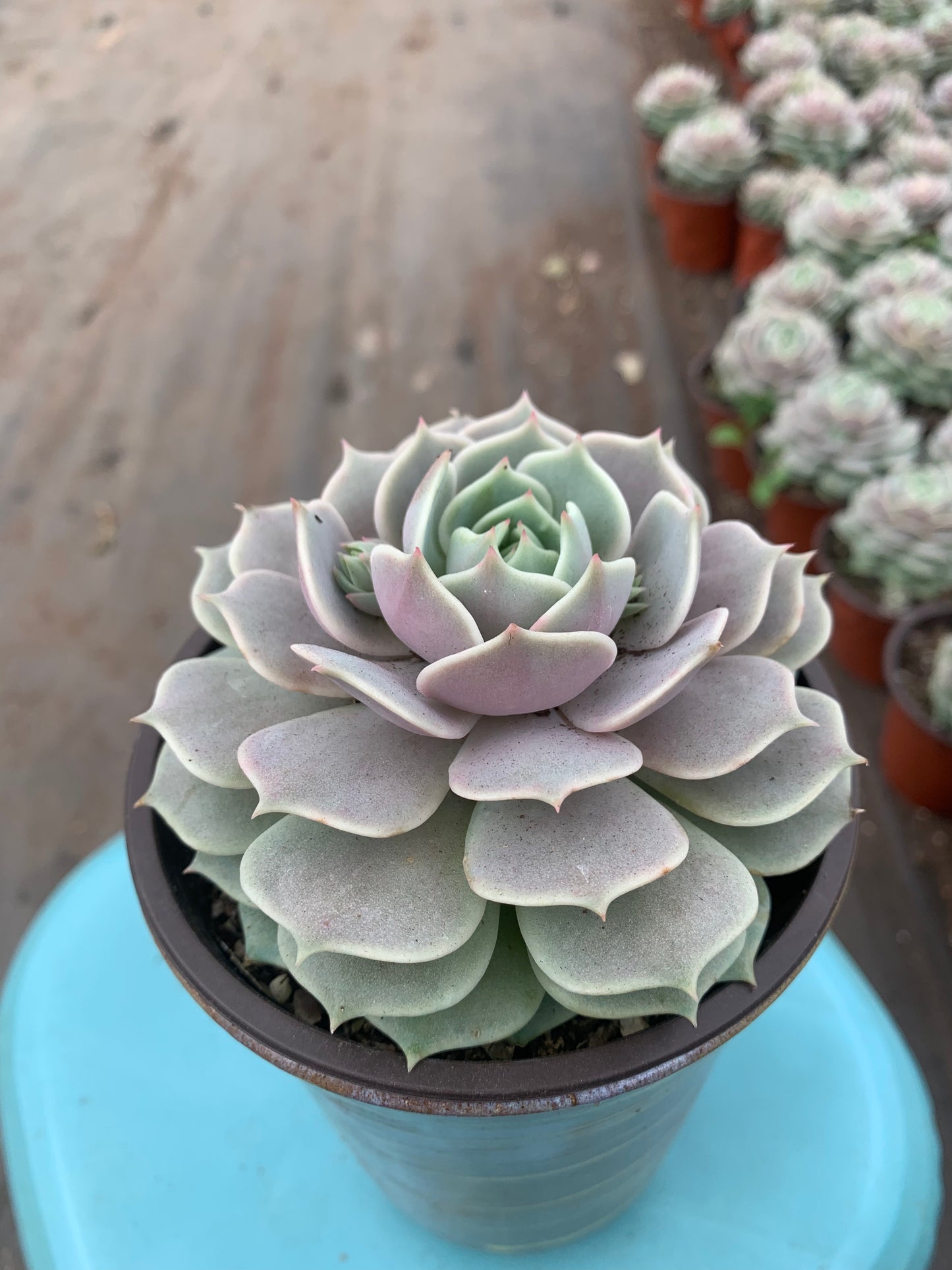 Y20 Echeveria 'Lola'(Pot size 4.8in)/Echeveria/Variegated Natural Live Plants Succulents