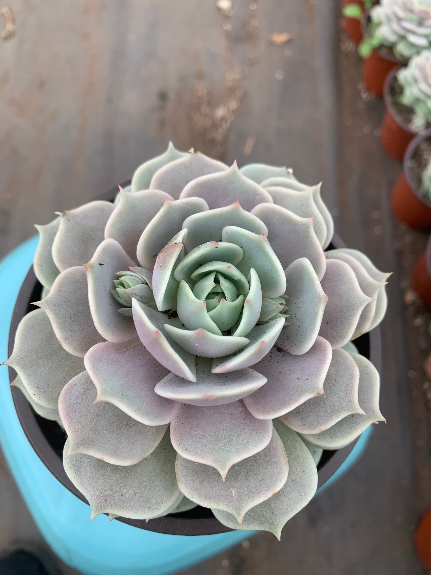 Y20 Echeveria 'Lola'(Pot size 4.8in)/Echeveria/Variegated Natural Live Plants Succulents