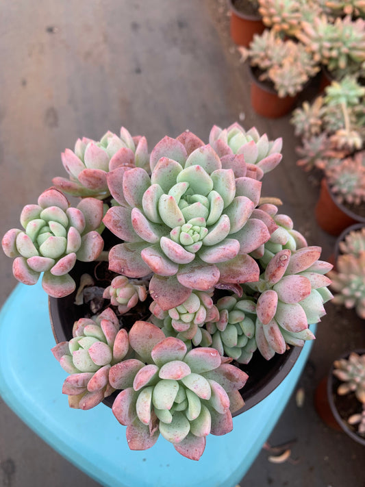 Y29 Walnut Cake cluster(Pot size 4.8in)/Echeveria/Variegated Natural Live Plants Succulents