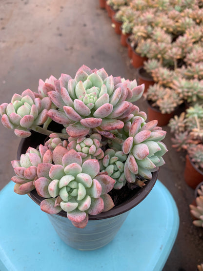 Y29 Walnut Cake cluster(Pot size 4.8in)/Echeveria/Variegated Natural Live Plants Succulents