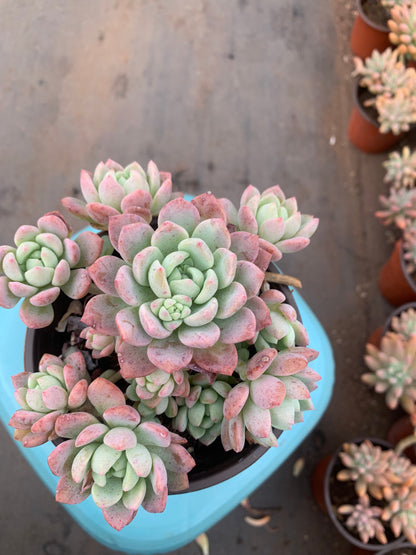 Y29 Walnut Cake cluster(Pot size 4.8in)/Echeveria/Variegated Natural Live Plants Succulents