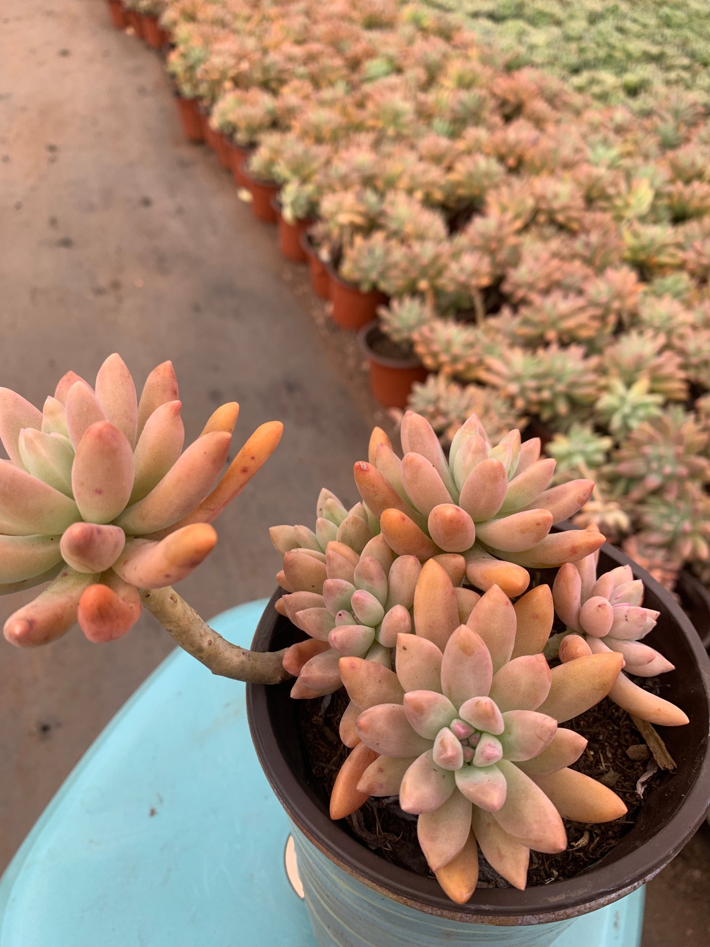 Y24 × Graptosedum 'Francesco Baldi'cluster(Pot size 4.8in)/Echeveria/Variegated Natural Live Plants Succulents