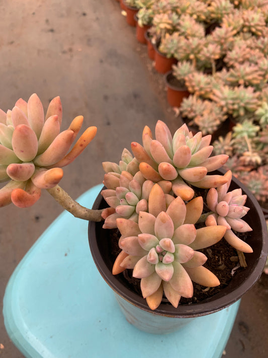 Y24 × Graptosedum 'Francesco Baldi'cluster(Pot size 4.8in)/Echeveria/Variegated Natural Live Plants Succulents