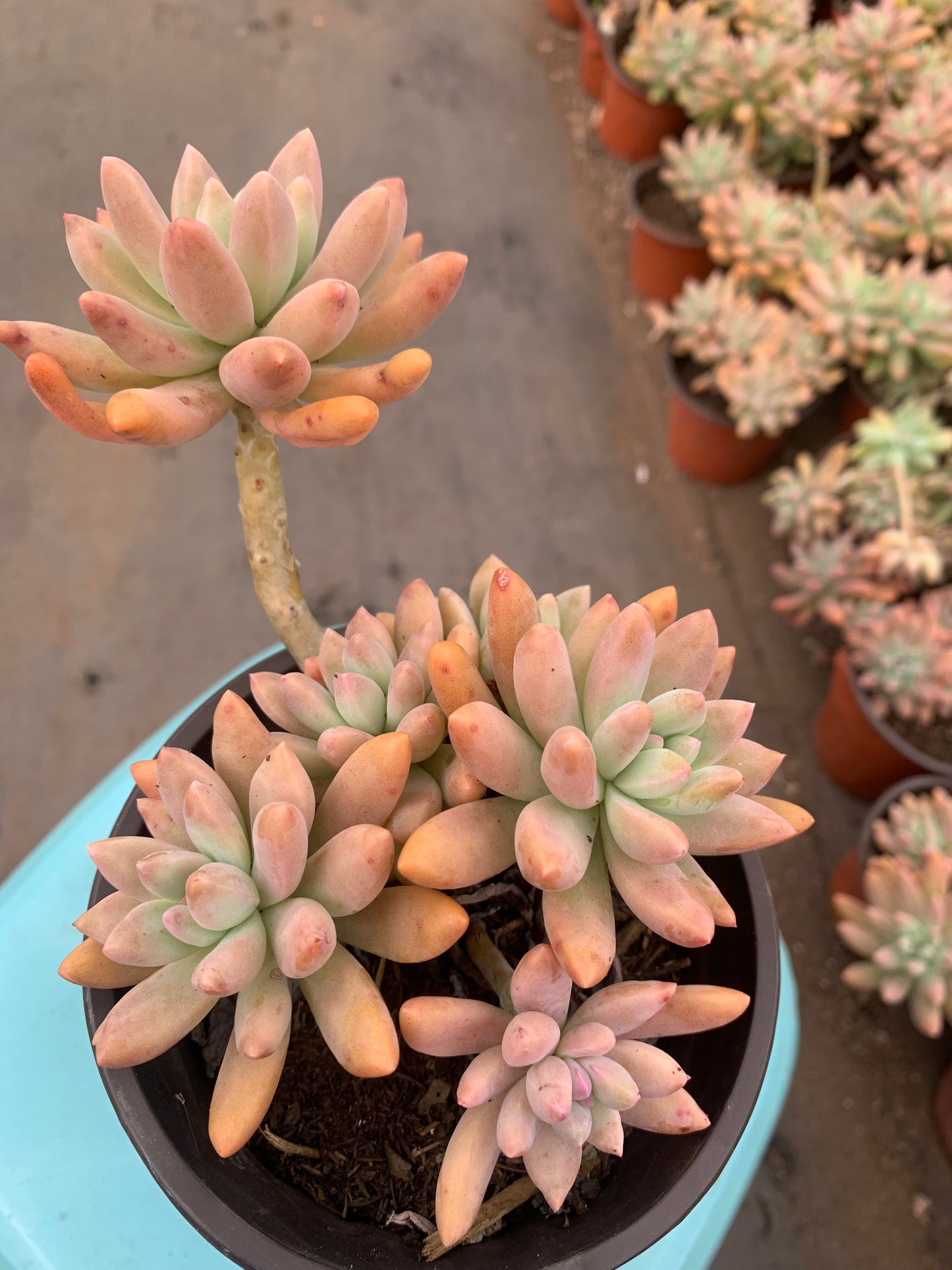 Y24 × Graptosedum 'Francesco Baldi'cluster(Pot size 4.8in)/Echeveria/Variegated Natural Live Plants Succulents