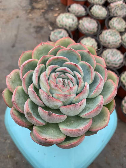 Y6 Echeveria 'silhouette'(Pot size 4.8in)/Echeveria/Variegated Natural Live Plants Succulents