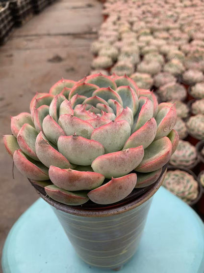 Y6 Echeveria 'silhouette'(Pot size 4.8in)/Echeveria/Variegated Natural Live Plants Succulents