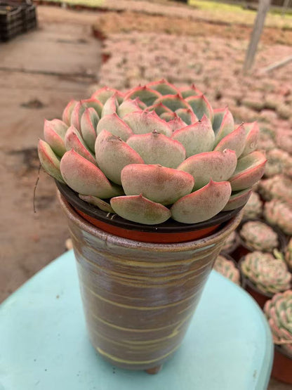 Y6 Echeveria 'silhouette'(Pot size 4.8in)/Echeveria/Variegated Natural Live Plants Succulents