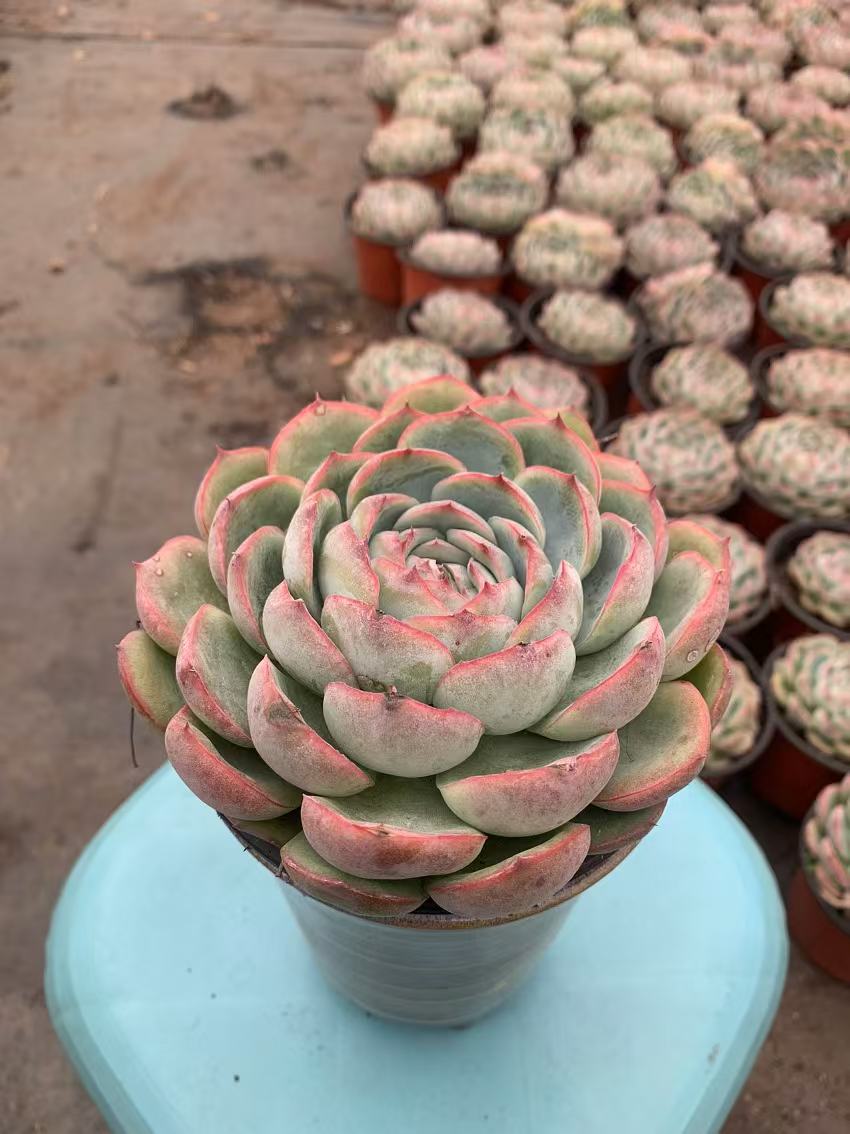 Y6 Echeveria 'silhouette'(Pot size 4.8in)/Echeveria/Variegated Natural Live Plants Succulents