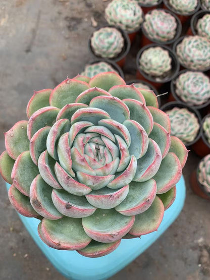 Y6 Echeveria 'silhouette'(Pot size 4.8in)/Echeveria/Variegated Natural Live Plants Succulents