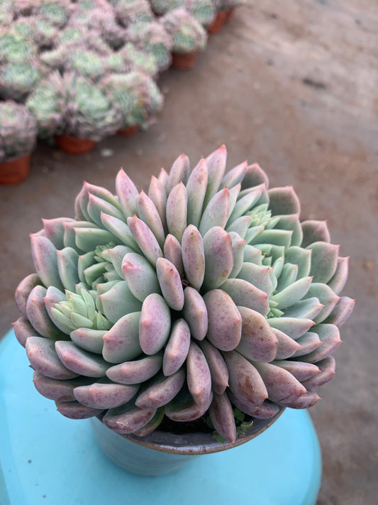 Y27 Double flowered(Pot size 4.8in)/Echeveria/Variegated Natural Live Plants Succulents