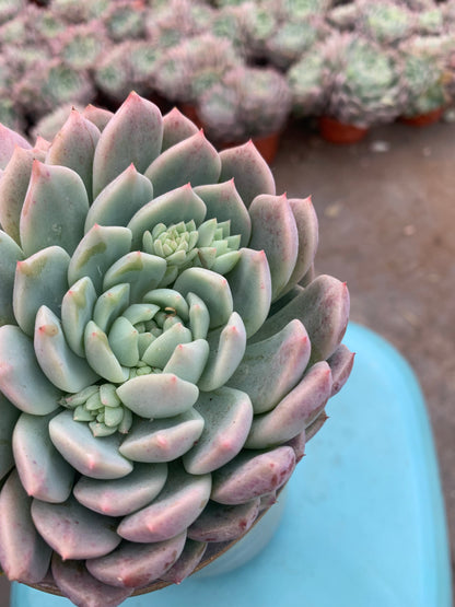 Y27 Double flowered(Pot size 4.8in)/Echeveria/Variegated Natural Live Plants Succulents