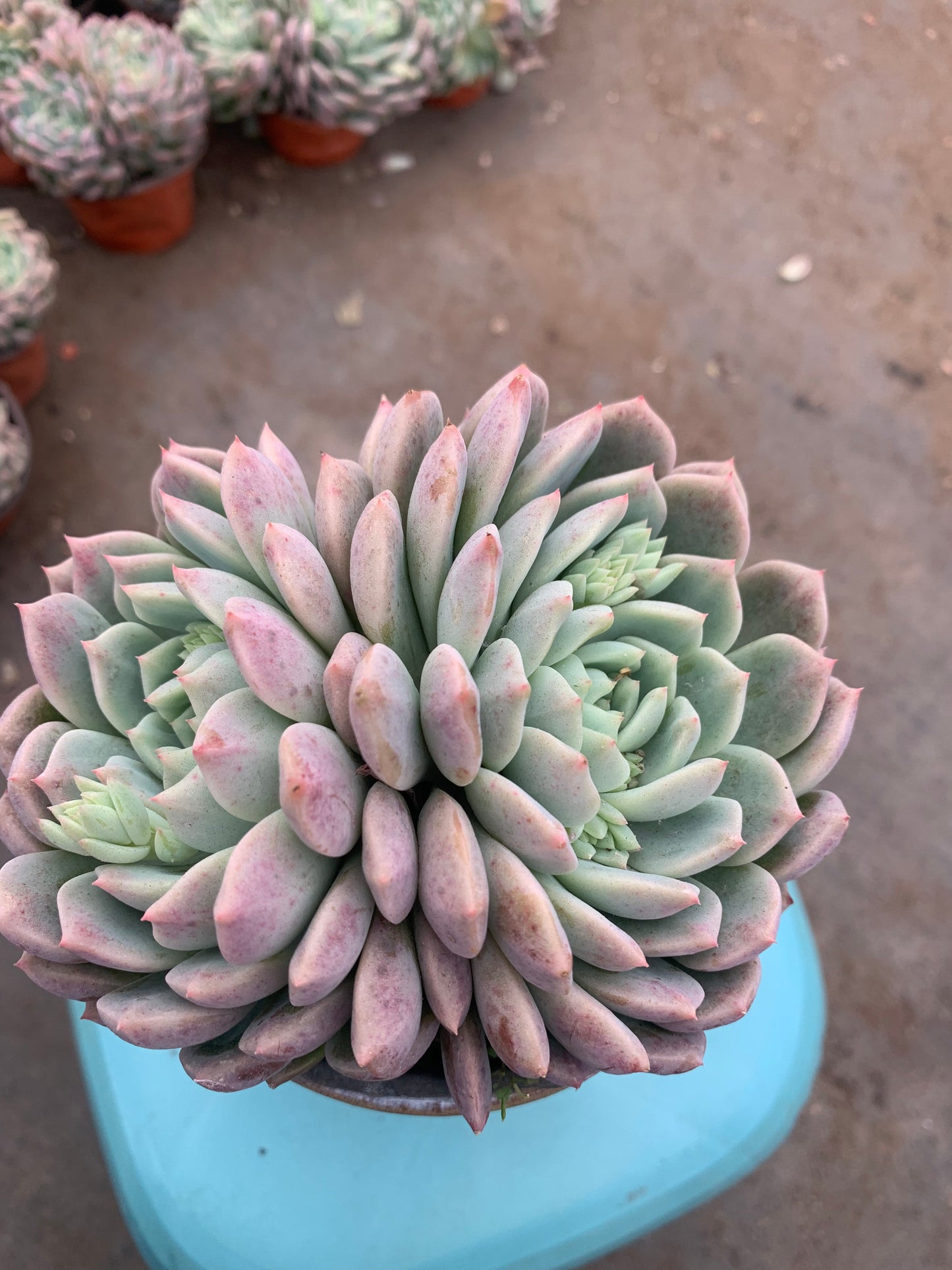 Y27 Double flowered(Pot size 4.8in)/Echeveria/Variegated Natural Live Plants Succulents