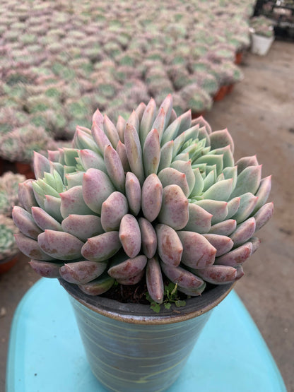 Y27 Double flowered(Pot size 4.8in)/Echeveria/Variegated Natural Live Plants Succulents