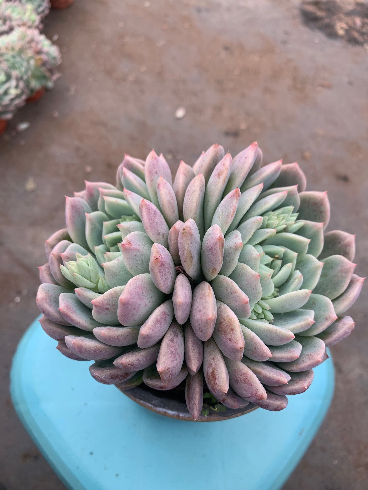 Y27 Double flowered(Pot size 4.8in)/Echeveria/Variegated Natural Live Plants Succulents