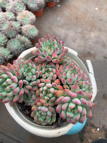 Y18 x Sedeveria 'Blue Elf'cluster(Pot size 6.4in)/Echeveria/Variegated Natural Live Plants Succulents