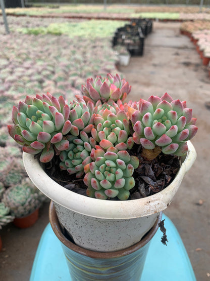 Y18 x Sedeveria 'Blue Elf'cluster(Pot size 6.4in)/Echeveria/Variegated Natural Live Plants Succulents