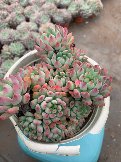 Y18 x Sedeveria 'Blue Elf'cluster(Pot size 6.4in)/Echeveria/Variegated Natural Live Plants Succulents