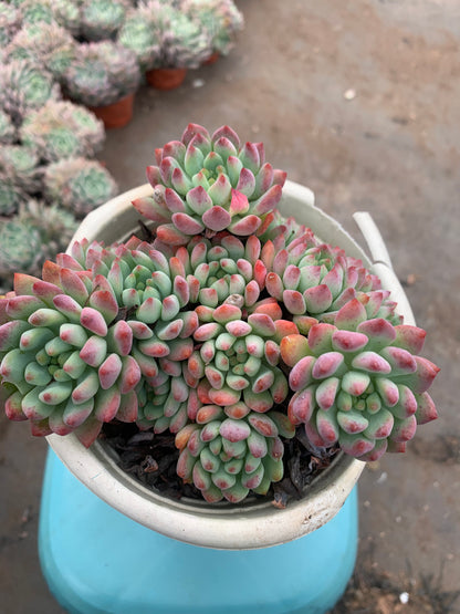 Y18 x Sedeveria 'Blue Elf'cluster(Pot size 6.4in)/Echeveria/Variegated Natural Live Plants Succulents