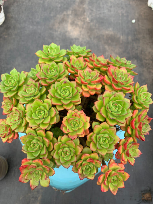 Y9 xSedeveria 'Letizia'cluster(Pot size 6.4in)/Echeveria/Variegated Natural Live Plants Succulents