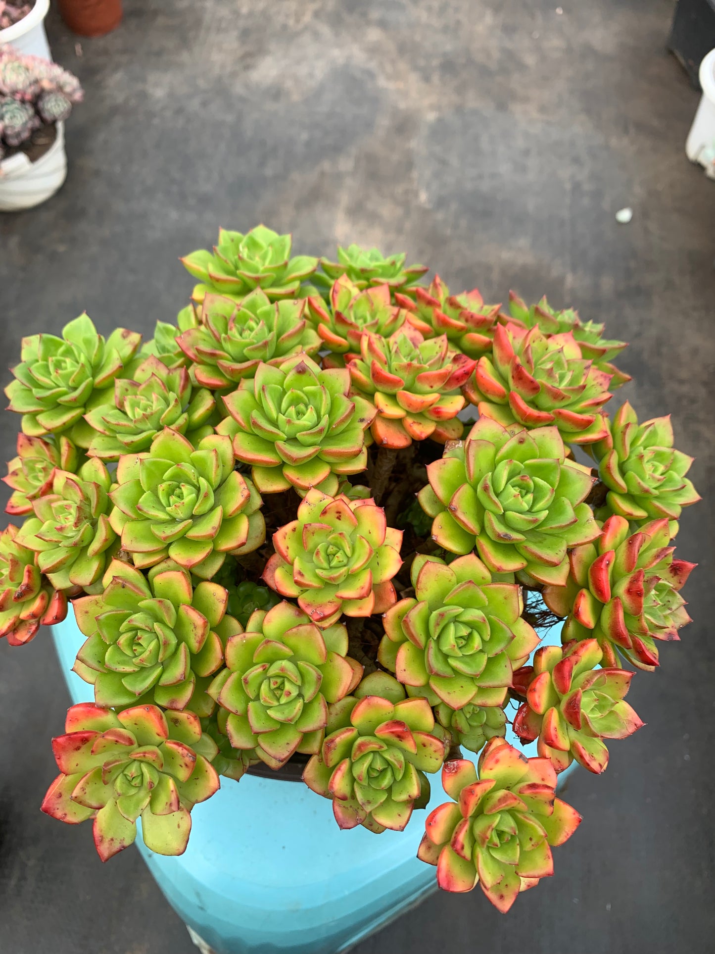 Y9 xSedeveria 'Letizia'cluster(Pot size 6.4in)/Echeveria/Variegated Natural Live Plants Succulents