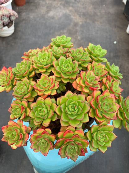 Y9 xSedeveria 'Letizia'cluster(Pot size 6.4in)/Echeveria/Variegated Natural Live Plants Succulents