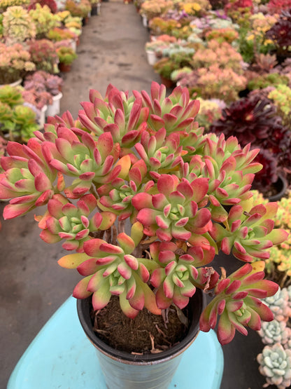 Y15 Echeveria macdougallii E.Walther cluster(Pot size 5.6in)/Echeveria/Variegated Natural Live Plants Succulents