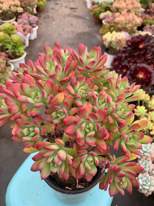 Y15 Echeveria macdougallii E.Walther cluster(Pot size 5.6in)/Echeveria/Variegated Natural Live Plants Succulents