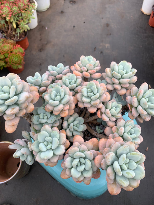 Y8 xGraptosedum cluster(Pot size 8in)/Echeveria/Variegated Natural Live Plants Succulents