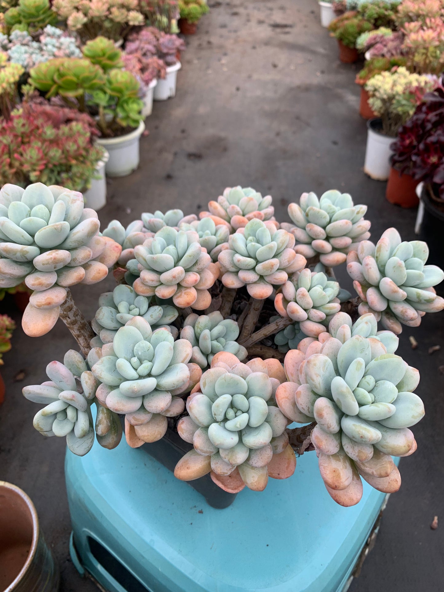 Y8 xGraptosedum cluster(Pot size 8in)/Echeveria/Variegated Natural Live Plants Succulents