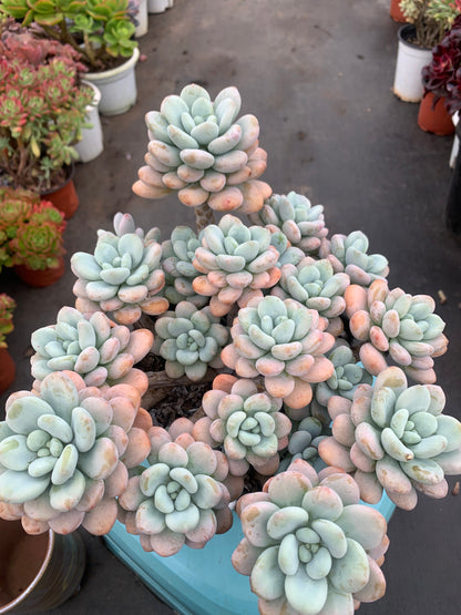 Y8 xGraptosedum cluster(Pot size 8in)/Echeveria/Variegated Natural Live Plants Succulents