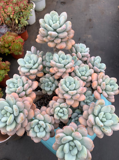 Y8 xGraptosedum cluster(Pot size 8in)/Echeveria/Variegated Natural Live Plants Succulents