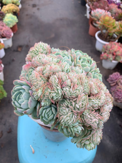 Y3 Echeveria cream berry(Pot size 6.4in)/Echeveria/Variegated Natural Live Plants Succulents