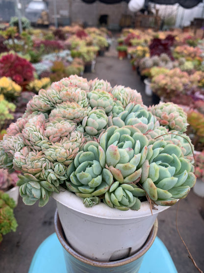 Y3 Echeveria cream berry(Pot size 6.4in)/Echeveria/Variegated Natural Live Plants Succulents