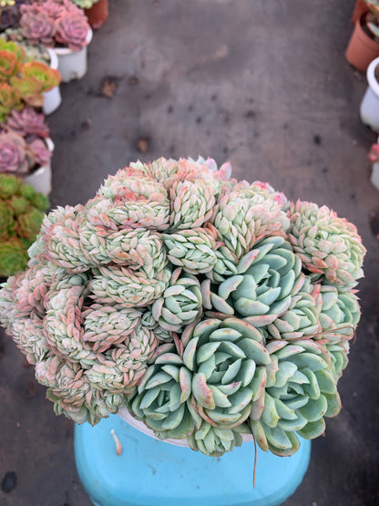 Y3 Echeveria cream berry(Pot size 6.4in)/Echeveria/Variegated Natural Live Plants Succulents